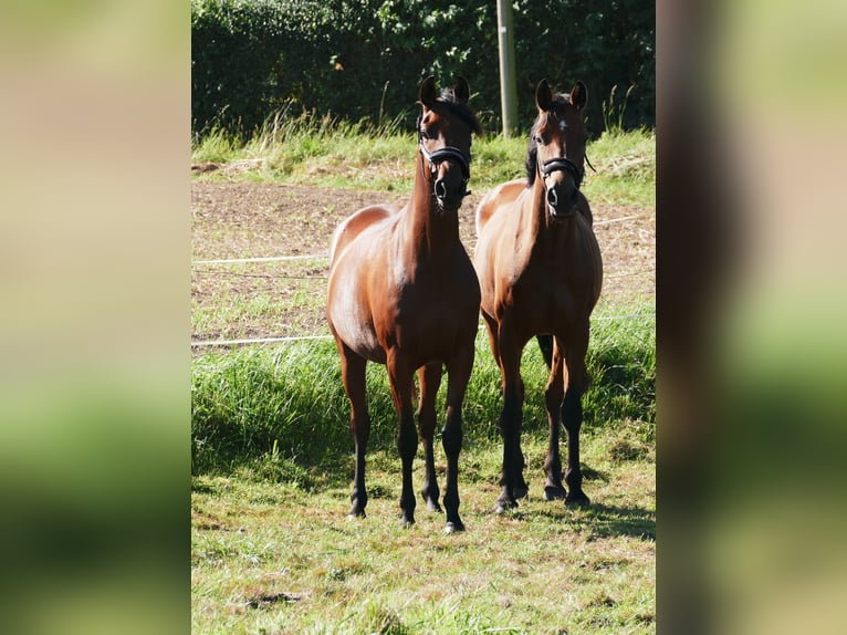 Arabian Partbred Mare 6 years 15,1 hh Brown in Waren