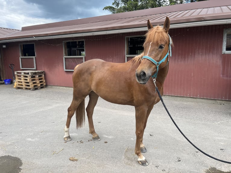 Arabian Partbred Mare 6 years 15,2 hh Chestnut-Red in Buchs ZH