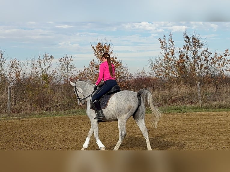 Arabian Partbred Mare 6 years 16 hh Grey-Dapple in Debrecen