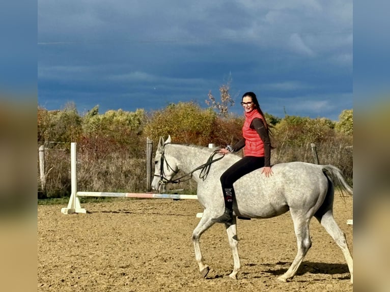 Arabian Partbred Mare 6 years 16 hh Grey-Dapple in Debrecen