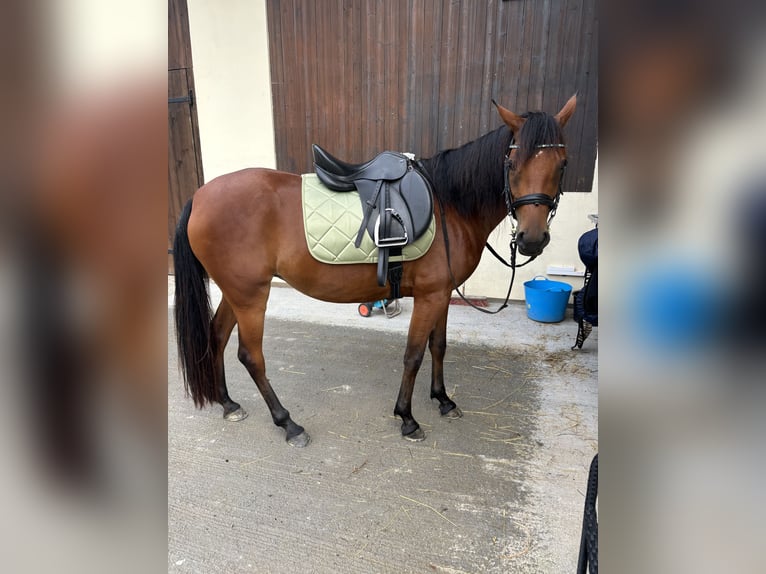 Arabian Partbred Mare 7 years 14,2 hh Brown in Wolfsberg