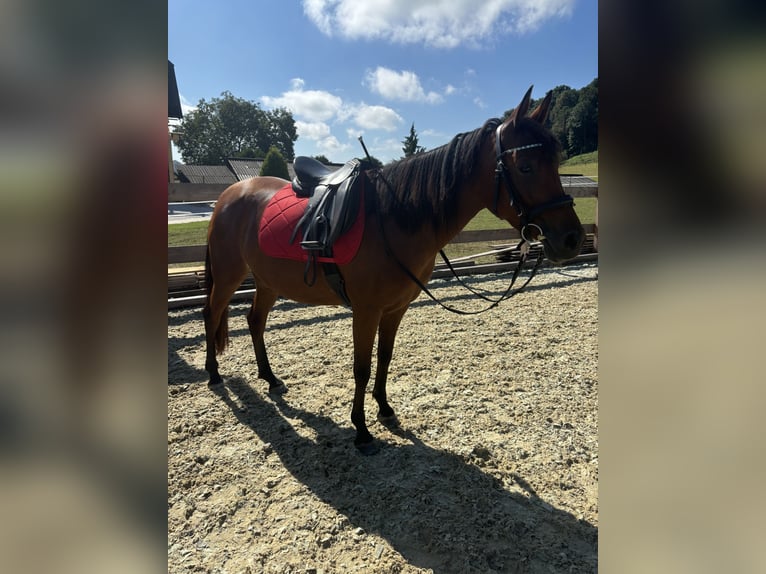 Arabian Partbred Mare 7 years 14,2 hh Brown in Wolfsberg