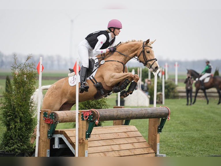 Arabian Partbred Mare 7 years 15,2 hh Palomino in Winkelsett