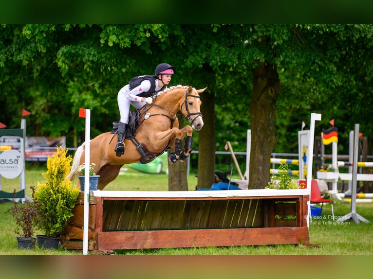 Arabian Partbred Mare 7 years 15,2 hh Palomino in Winkelsett