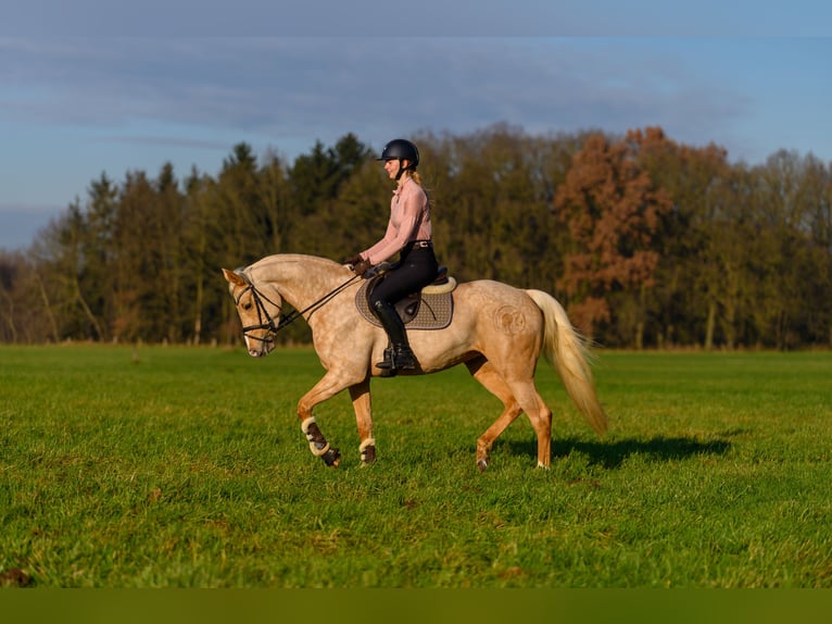 Arabian Partbred Mare 7 years 15,2 hh Palomino in Winkelsett