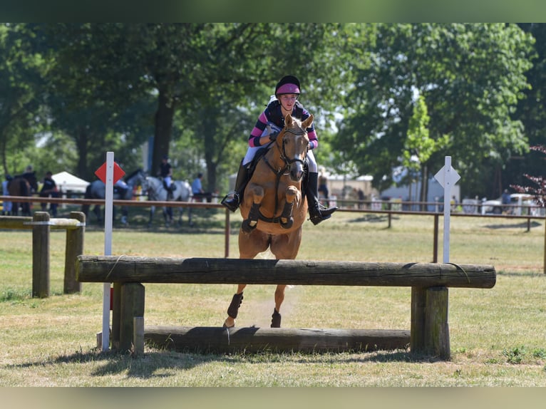 Arabian Partbred Mare 7 years 15,2 hh Palomino in Winkelsett