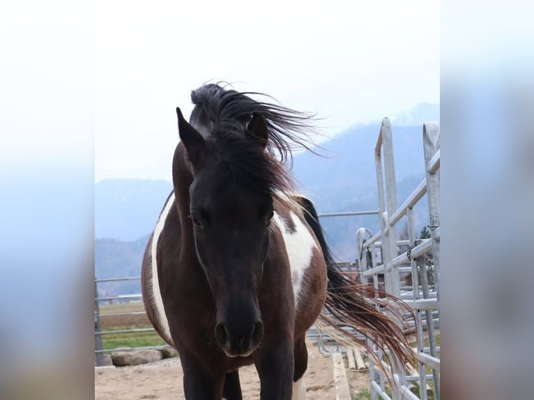 Arabian Partbred Mare 7 years 15.2 hh Pinto in Völkermarkt
