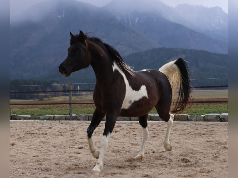Arabian Partbred Mare 7 years 15.2 hh Pinto in Völkermarkt