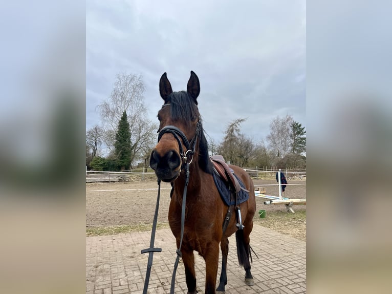 Arabian Partbred Mare 8 years 15.2 hh Brown in Waren