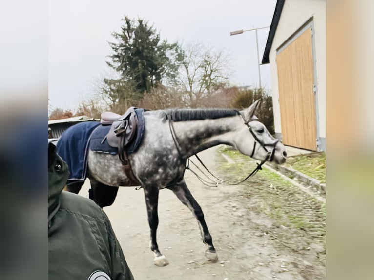 Arabian Partbred Mare 8 years 15,2 hh Gray-Dapple in Frankfurt am Main