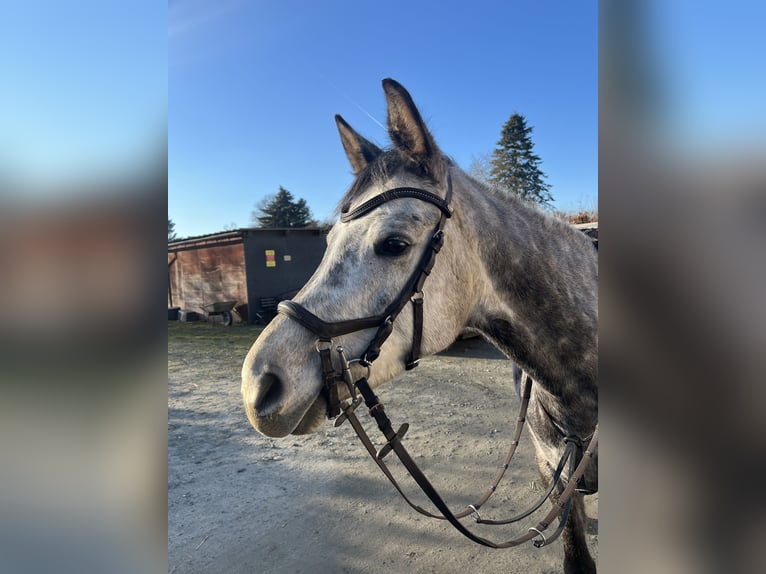 Arabian Partbred Mare 8 years 15,2 hh Gray-Dapple in Frankfurt am Main