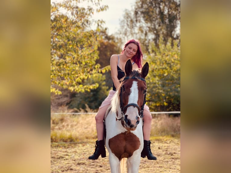 Arabian Partbred Mix Mare 8 years 15,1 hh in PruchtenBarth