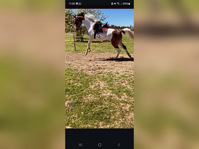 Arabian Partbred Mix Mare 8 years 15,1 hh in PruchtenBarth