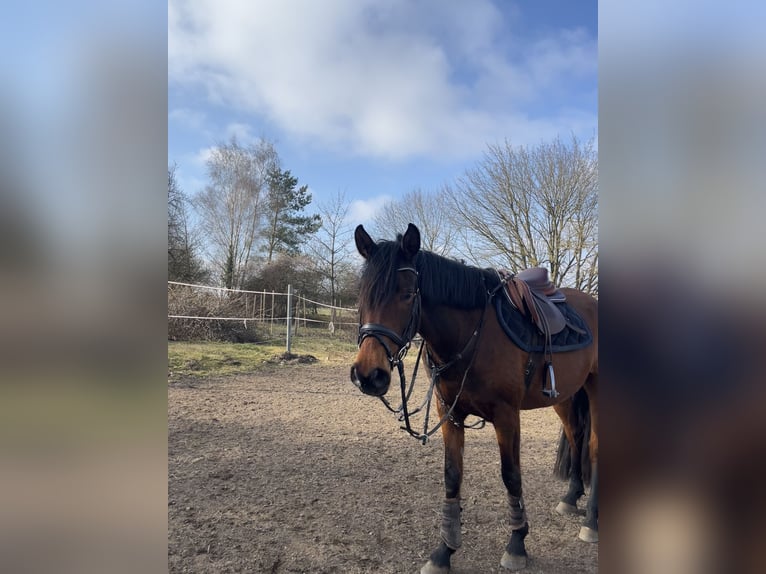 Arabian Partbred Mare 8 years 15,2 hh Brown in Waren