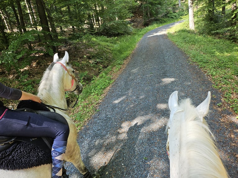 Arabian Partbred Mare 8 years 15,3 hh Grey-Dapple in Lahntal