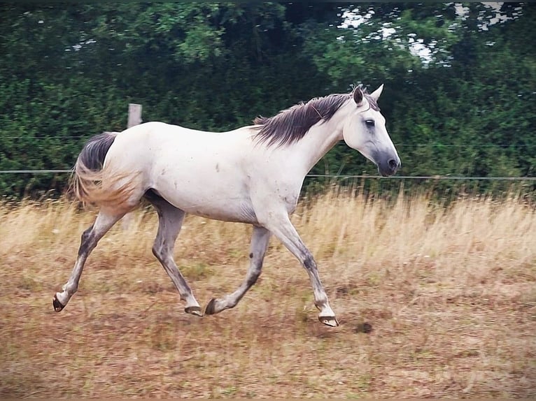 Arabian Partbred Mare 9 years 14.2 hh Grey in Le Gâvre