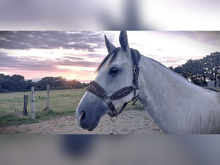 Arabian Partbred Mare 9 years 14.2 hh Grey in Le Gâvre