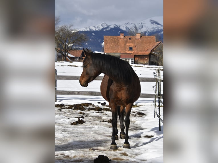 Arabian Partbred Mare 9 years 14,3 hh Brown in Althofen