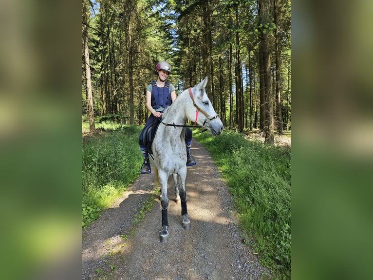 Arabian Partbred Mare 9 years 15.3 hh Grey-Dapple in Lahntal