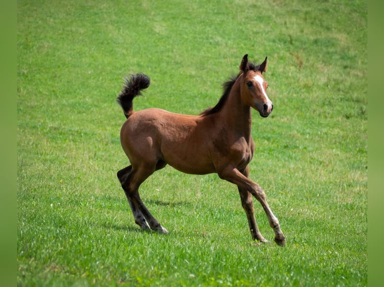 Arabian Partbred Mare 9 years 15.3 hh Grey-Dapple in Lahntal
