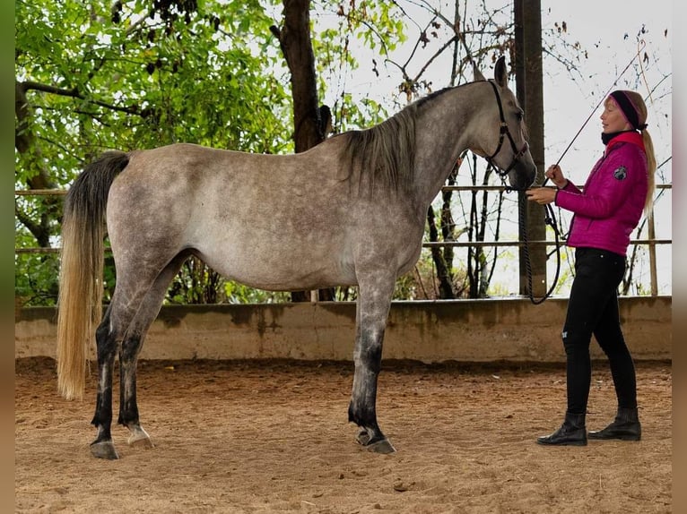 Arabian Partbred Mare 9 years 15.3 hh Grey-Dapple in Lahntal