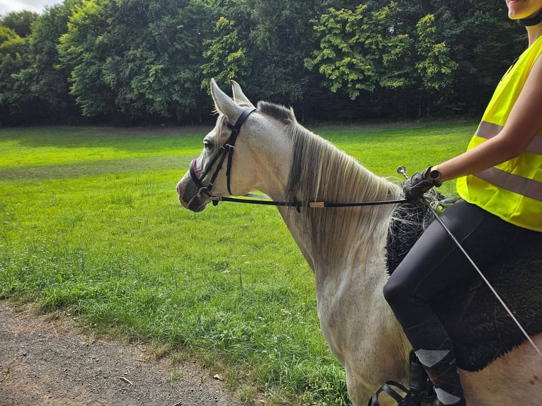 Arabian Partbred Mare 9 years 15.3 hh Grey-Dapple in Lahntal