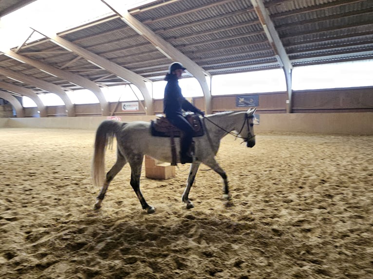 Arabian Partbred Mare 9 years 15.3 hh Grey-Dapple in Lahntal
