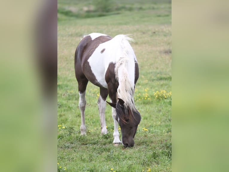 Arabian Partbred Mare 9 years 15 hh Pinto in Löwenberger Land