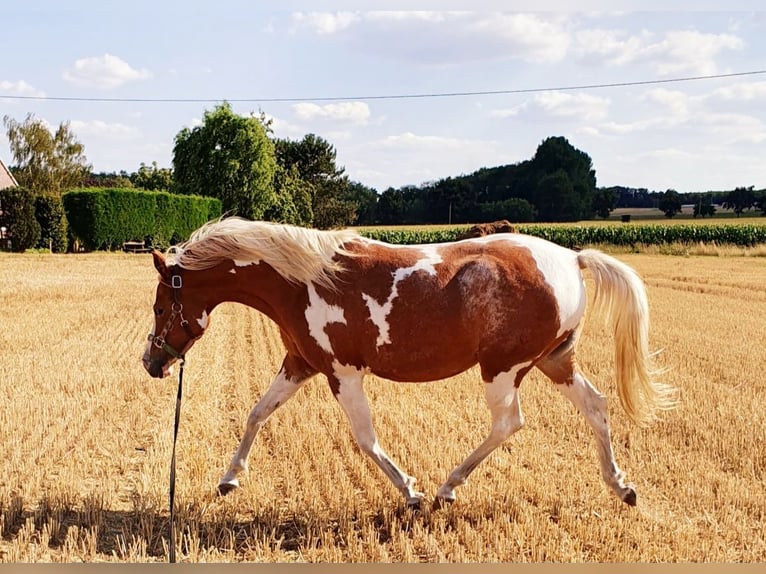 Arabian Partbred Mare 9 years 15,1 hh Tobiano-all-colors in Olfen