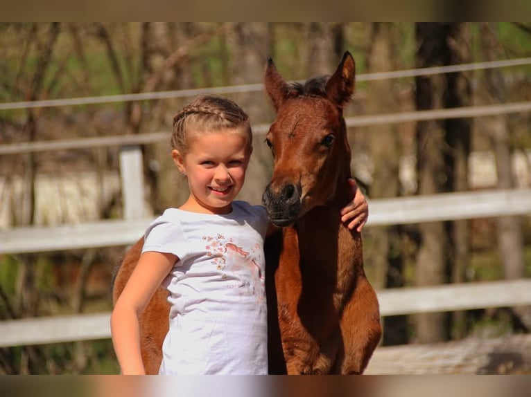 Arabian Partbred Mare  14,2 hh Brown in Plaschischen