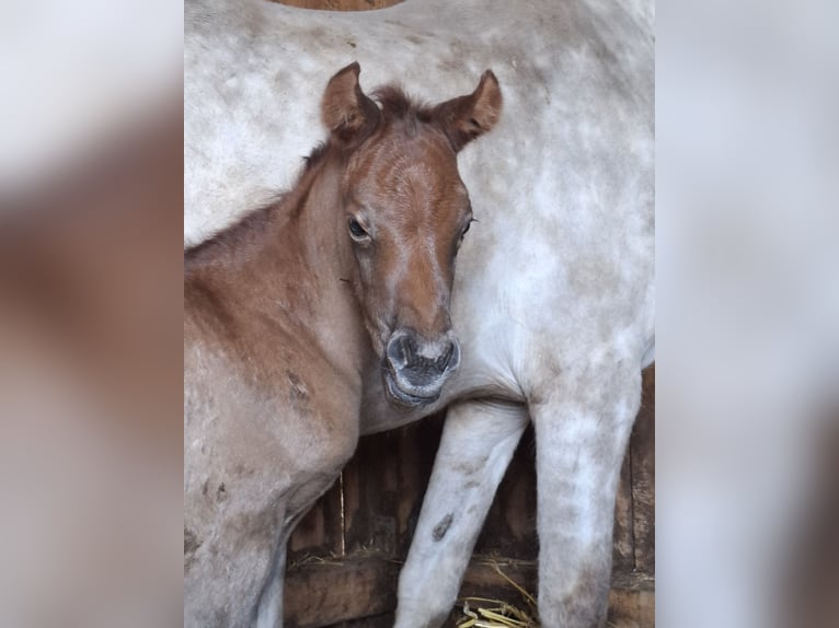 Arabian Partbred Mare Foal (04/2026) 14.2 hh Can be white in Stechlin