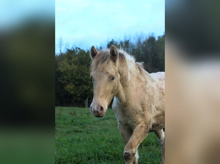 Arabian Partbred Mare Foal (06/2024) 14,2 hh Champagne in Erichem