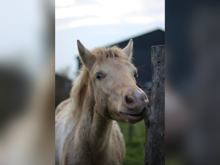 Arabian Partbred Mare Foal (06/2024) 14,2 hh Champagne in Erichem