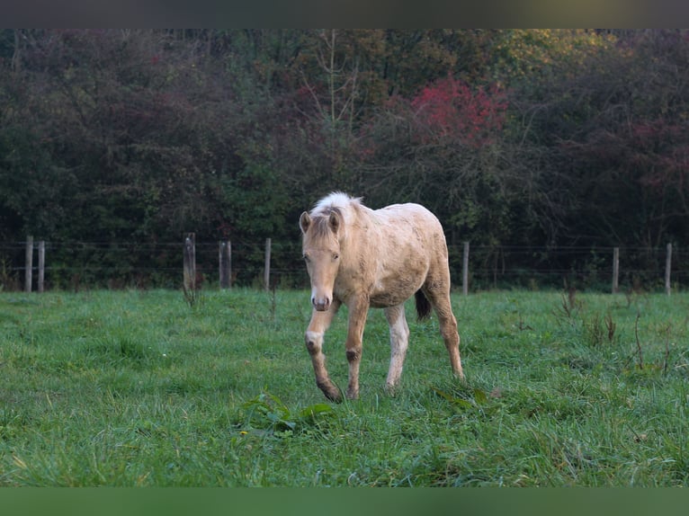 Arabian Partbred Mare Foal (06/2024) 14,2 hh Champagne in Erichem