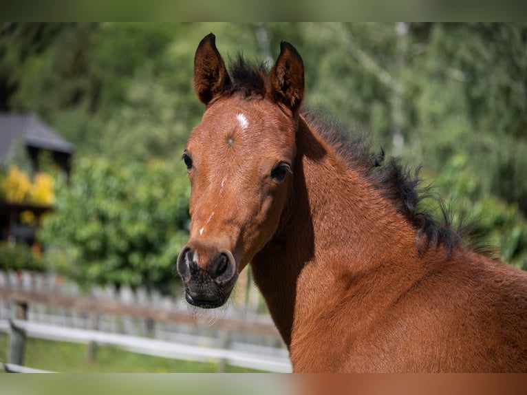 Arabian Partbred Mare Foal (04/2026) 14.3 hh Brown in Seeboden