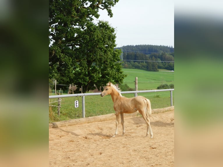 Arabian Partbred Mix Mare Foal (06/2024) 14,3 hh Palomino in Biessenhofen-Hörmanshofen