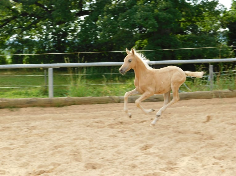 Arabian Partbred Mix Mare Foal (06/2024) 14,3 hh Palomino in Biessenhofen-Hörmanshofen