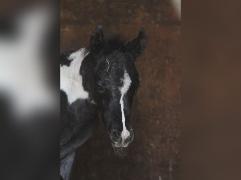 Arabian Partbred Mare Foal (03/2026) 14,3 hh Tobiano-all-colors in Gransee