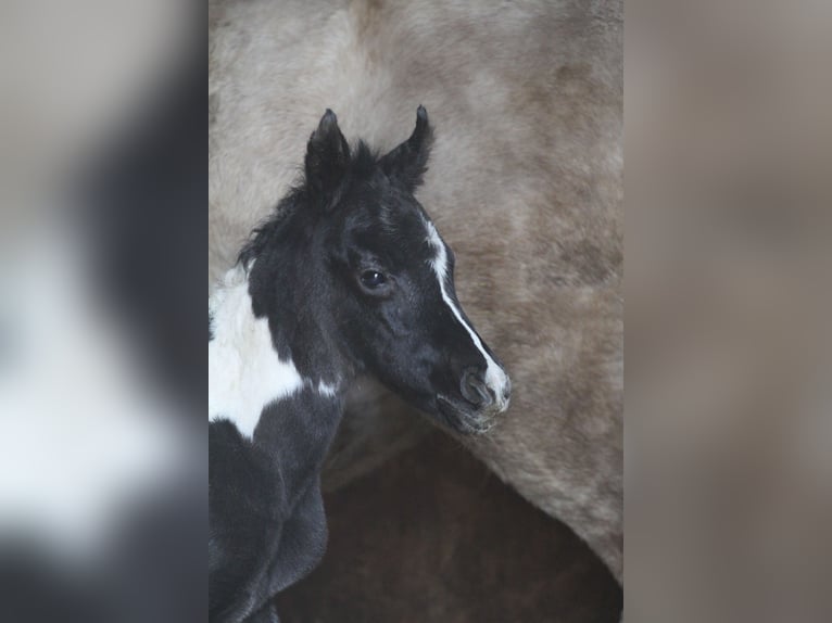 Arabian Partbred Mare Foal (03/2026) 14,3 hh Tobiano-all-colors in Gransee