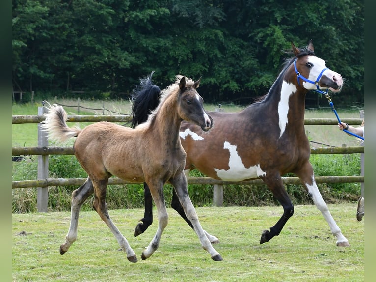 Arabian Partbred Mare Foal (03/2024) 15,1 hh Black in Mörsdorf