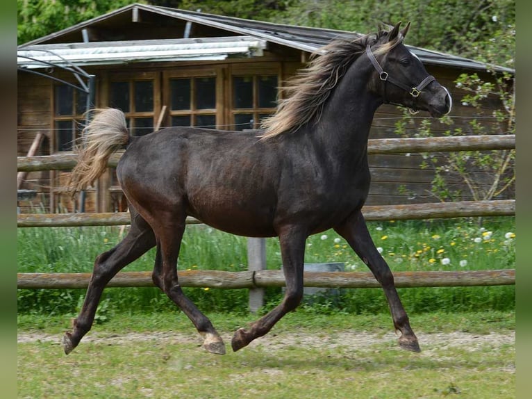 Arabian Partbred Mare Foal (03/2024) 15,1 hh Black in Mörsdorf