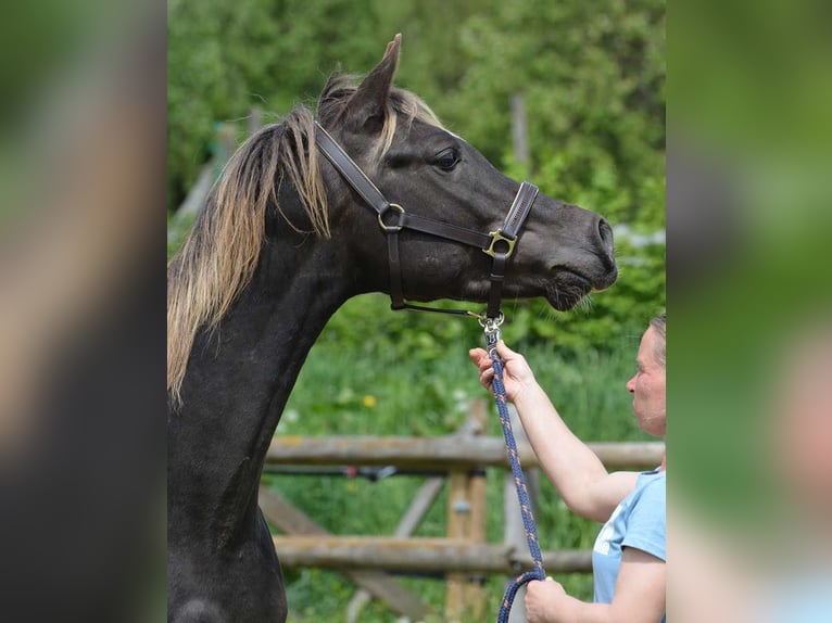 Arabian Partbred Mare Foal (03/2024) 15,1 hh Black in Mörsdorf