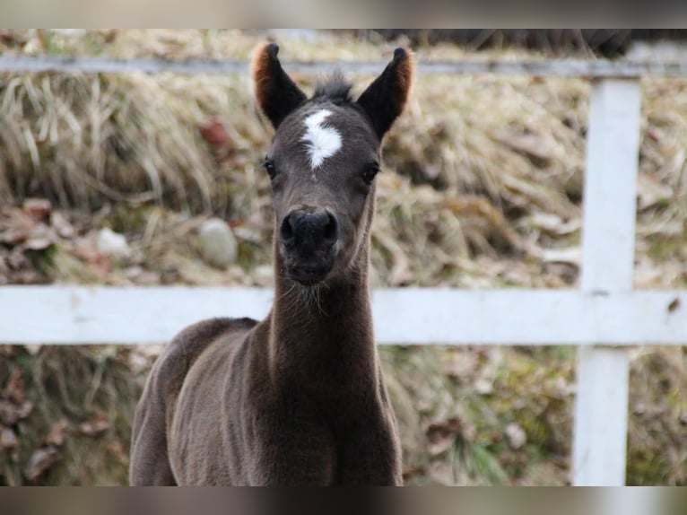 Arabian Partbred Mare Foal (03/2026) 15.1 hh Black in Keutschach