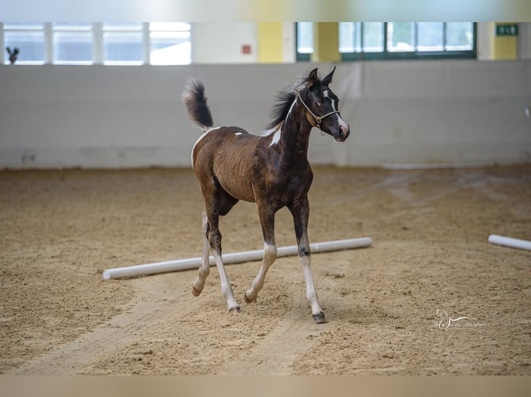 Arabian Partbred Mare Foal (04/2024) 15,1 hh in Kleblach-Lind