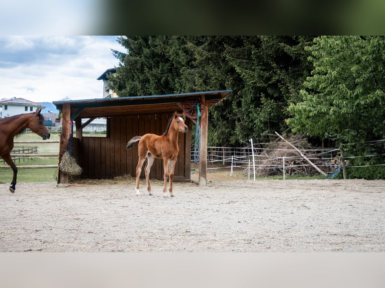Arabian Partbred Mare Foal (03/2026) 15.1 hh Brown in Seeboden am Millstätter See