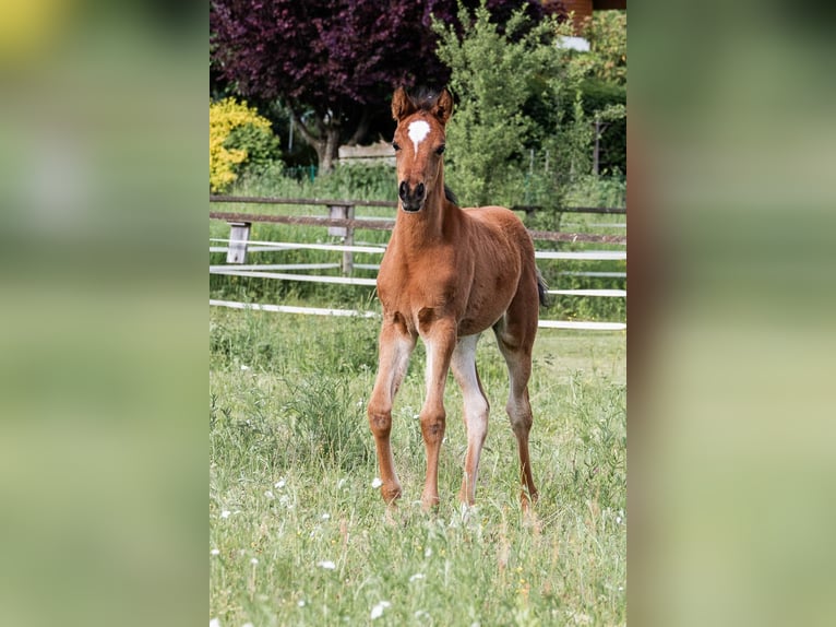 Arabian Partbred Mare Foal (03/2026) 15.1 hh Brown in Seeboden am Millstätter See