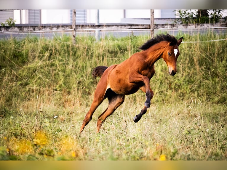 Arabian Partbred Mare Foal (03/2026) 15.1 hh Brown in Seeboden am Millstätter See