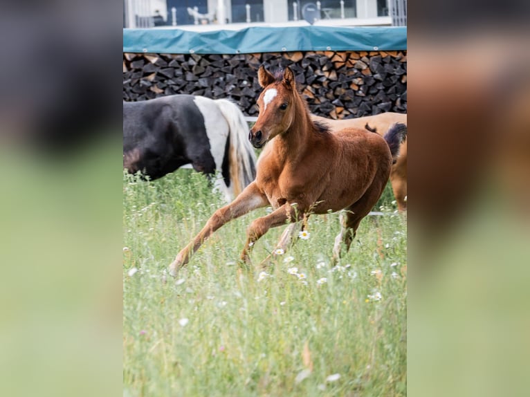 Arabian Partbred Mare Foal (03/2026) 15.1 hh Brown in Seeboden am Millstätter See