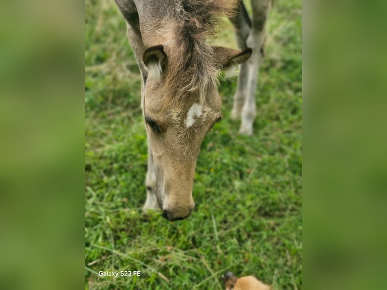 Arabian Partbred Mare Foal (04/2026) 15.1 hh Buckskin in Schmatzin