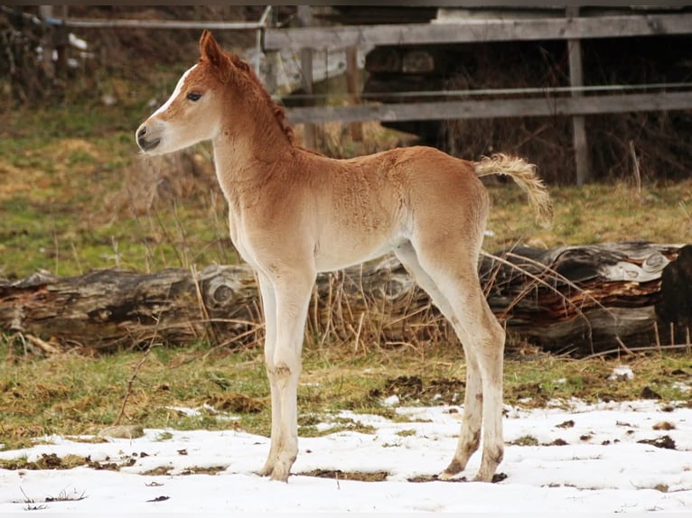 Arabian Partbred Mare Foal (02/2026) 15.1 hh Chestnut-Red in Keutschach